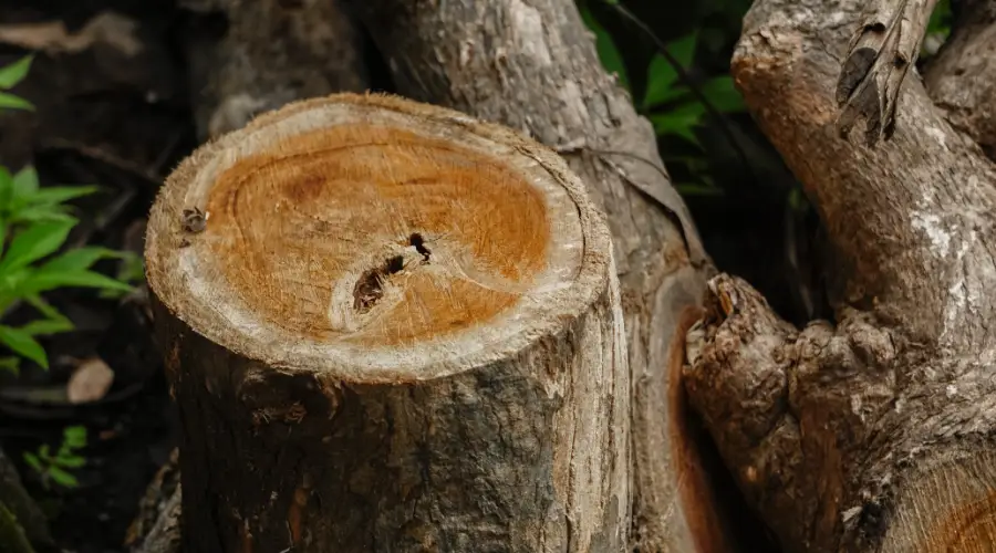 Identification of Teak Wood Through its Distinguishing Features