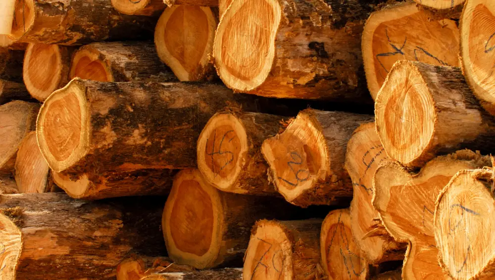 Identification of Teak Wood