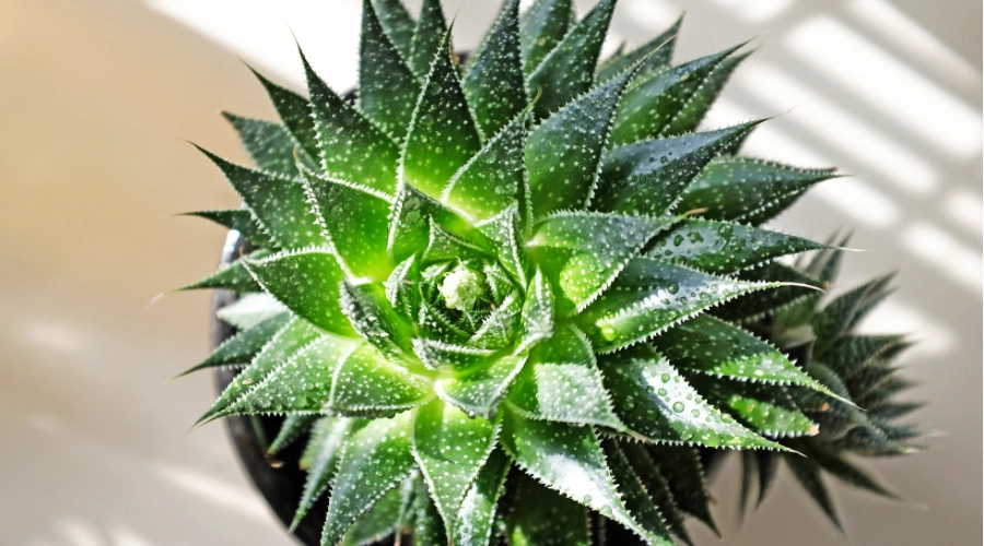 Aloe Vera Plant (Aloe vera)