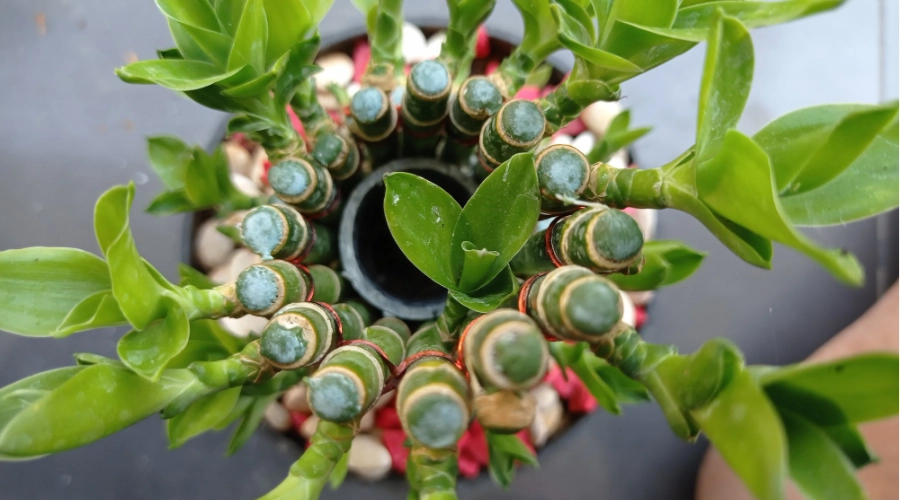 Bamboo Plant (Dracaena sanderiana)