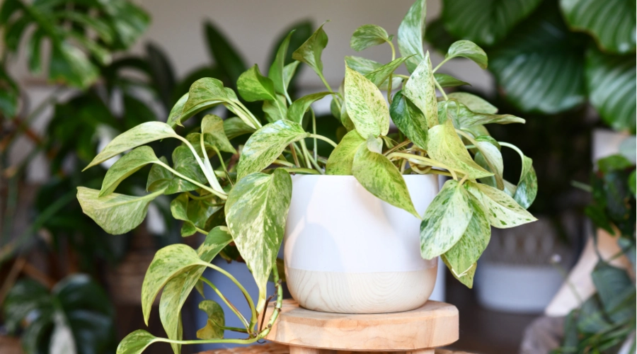 Money Plant (Epipremnam Aureum)