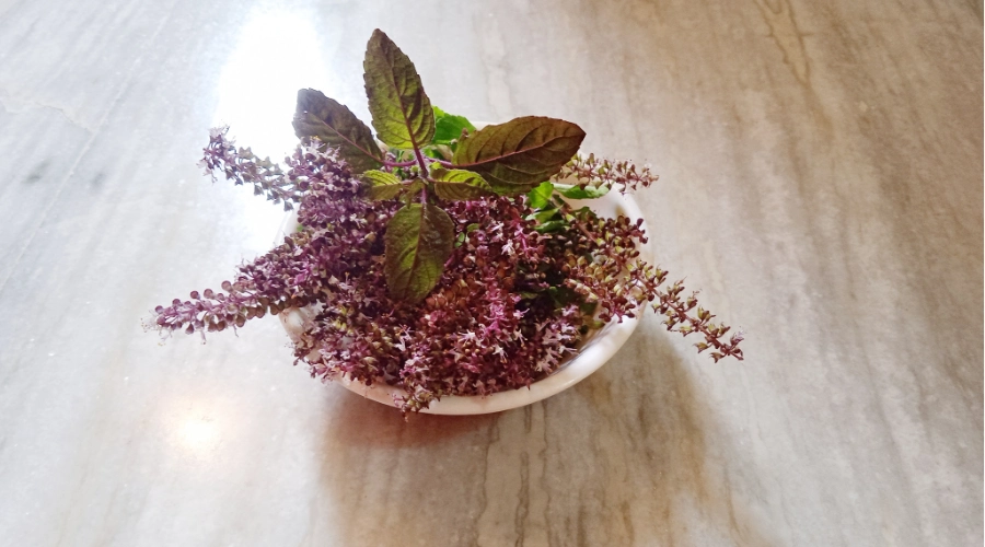 Tulsi Plant (Ocimum tenuiflorum)