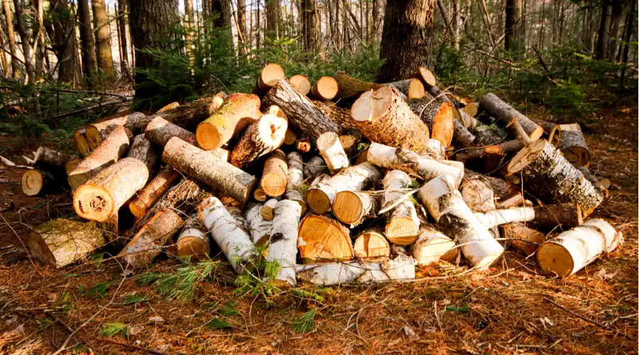 Timber Piles (1)