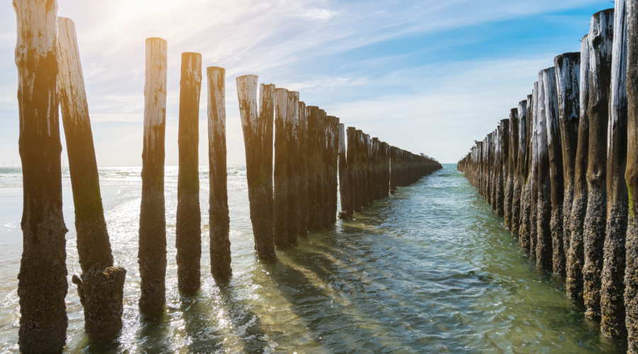 What are Timber Piles