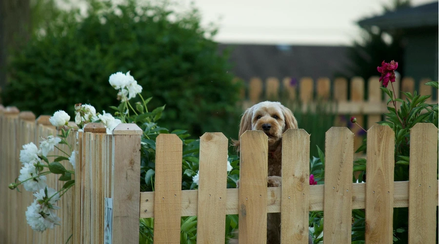 Wood Fence