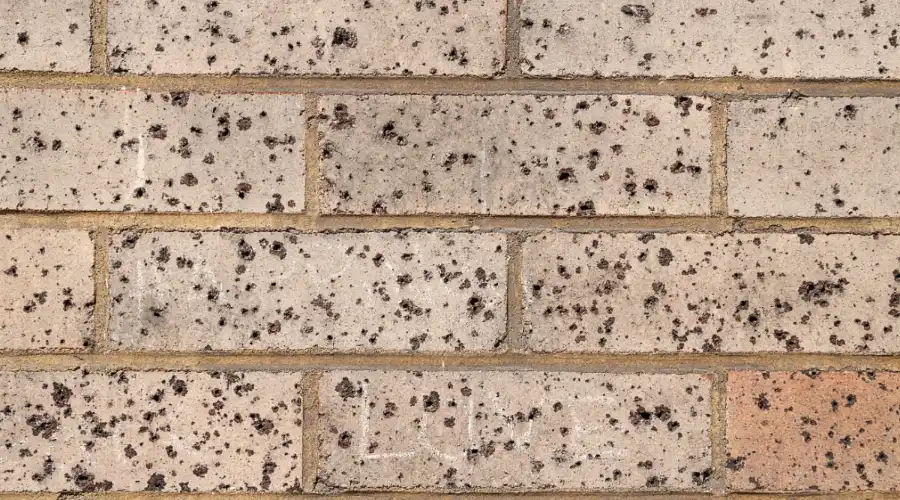 Brick Veneer Walls