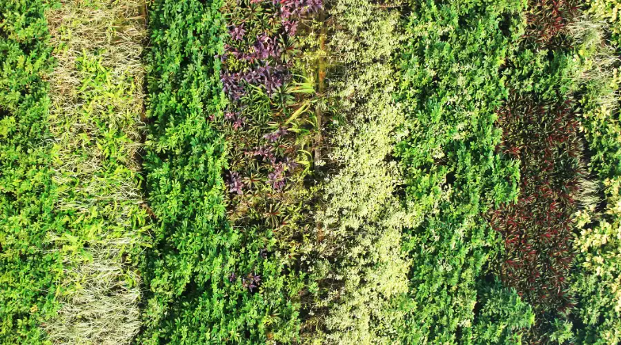 Benefits of Vertical Garden Walls