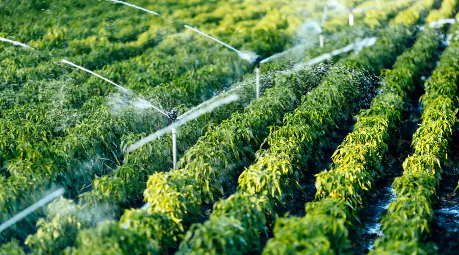 Choosing the Right Vertical Garden System