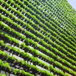 Vertical Garden Wall - Types, Installation and Cost in India
