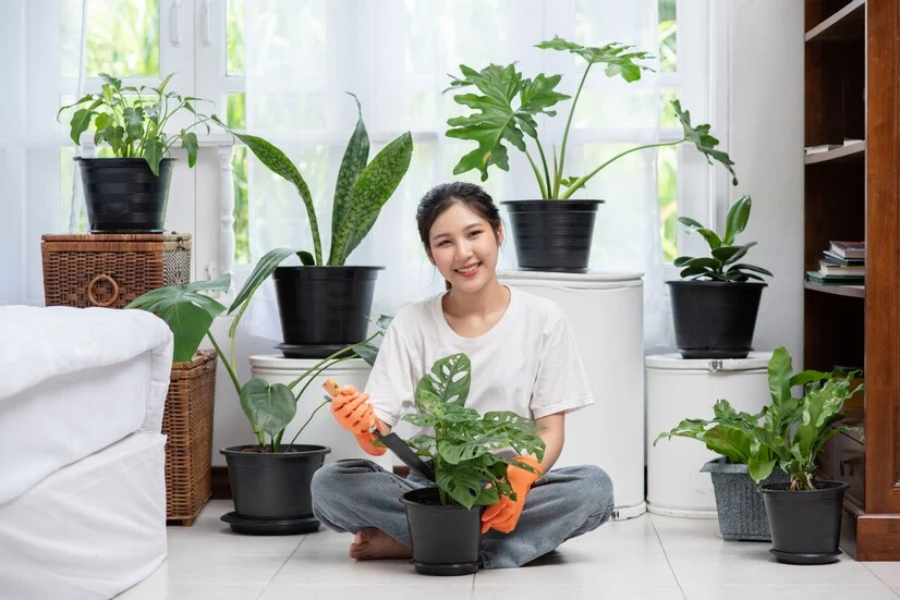 Indoor Plantation