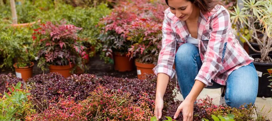 Low-maintenance garden Ideas