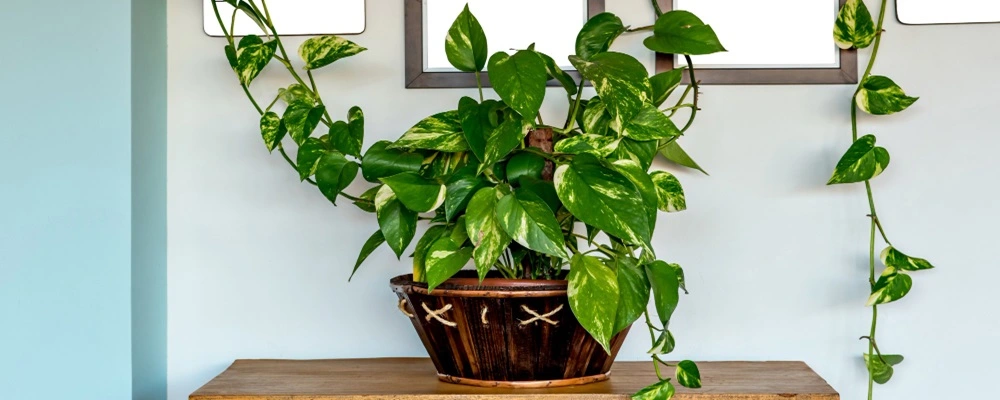 Money Plant in Vastu