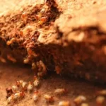 termites treatment and prevention